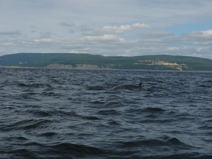 Baleines 005.JPG